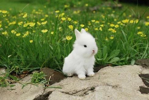 家里有娃娃的请注意，终于把儿歌凑齐了