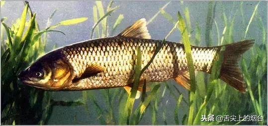 吃鱼的禁忌有哪些,吃鱼有什么禁忌不能与什么同吃