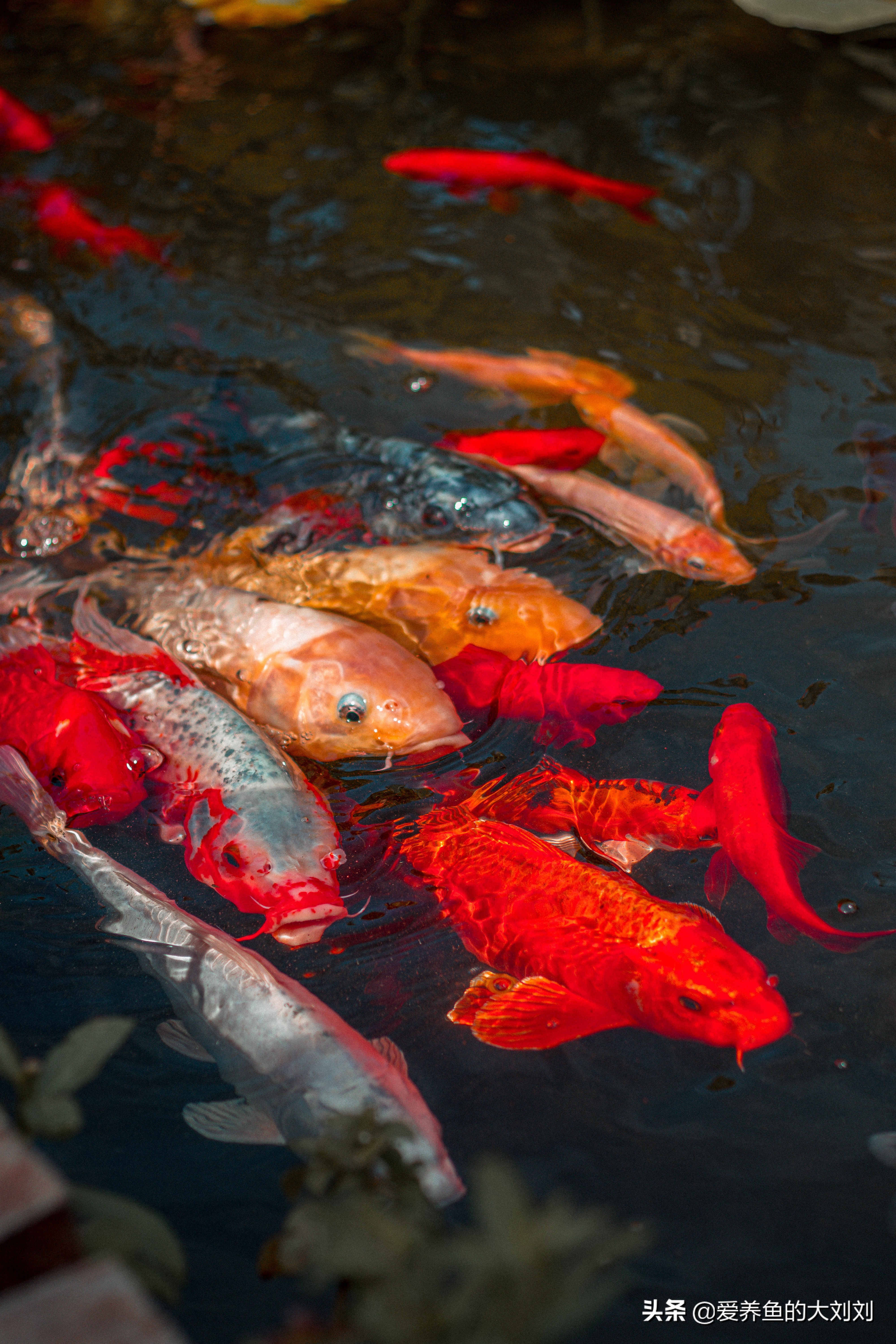 锦鲤蛋白质高有什么好处,喂锦鲤什么蛋白质高