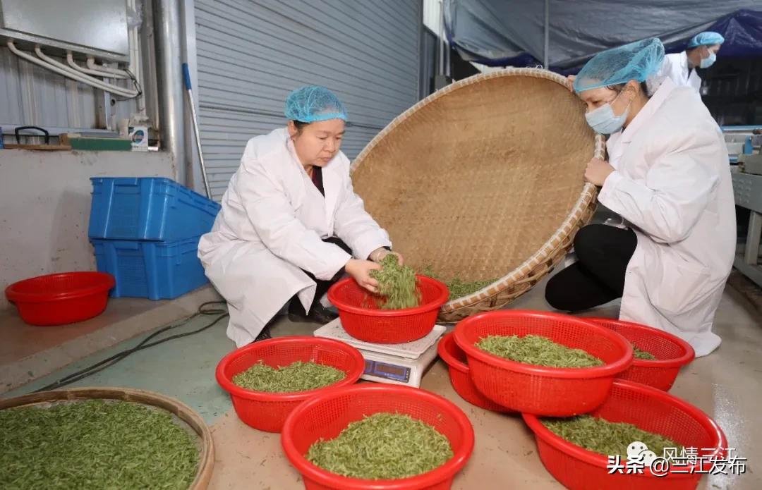 侗乡赶制早春茶,春茶上市喝真茶还是套路