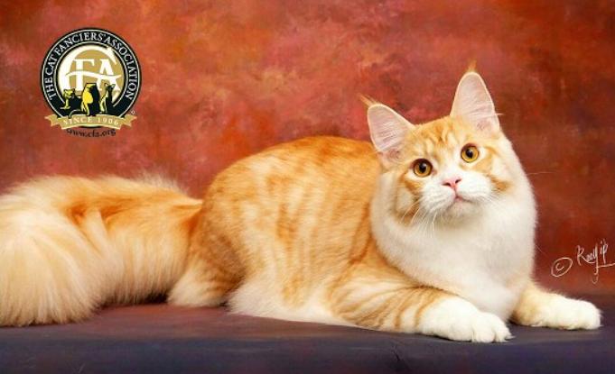 温柔的巨人猫视频,温柔的巨人布偶猫