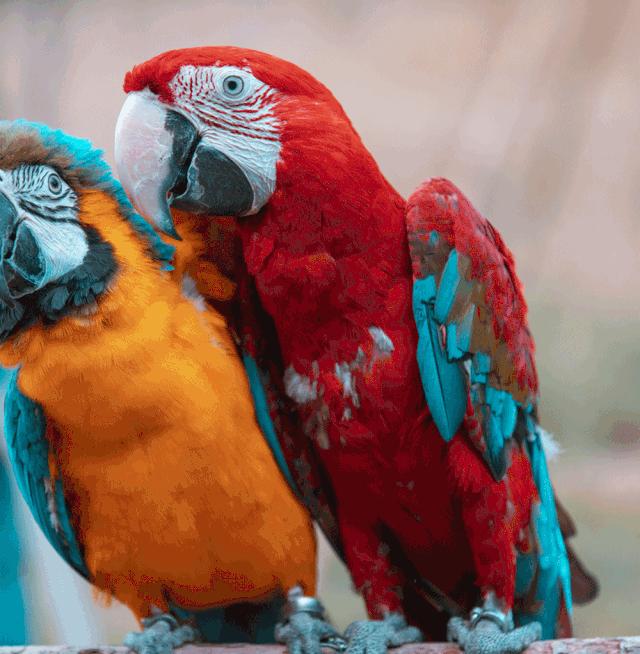 去南京金牛湖野生动物王国堵车吗,南京金牛湖野生动物王国最新活动