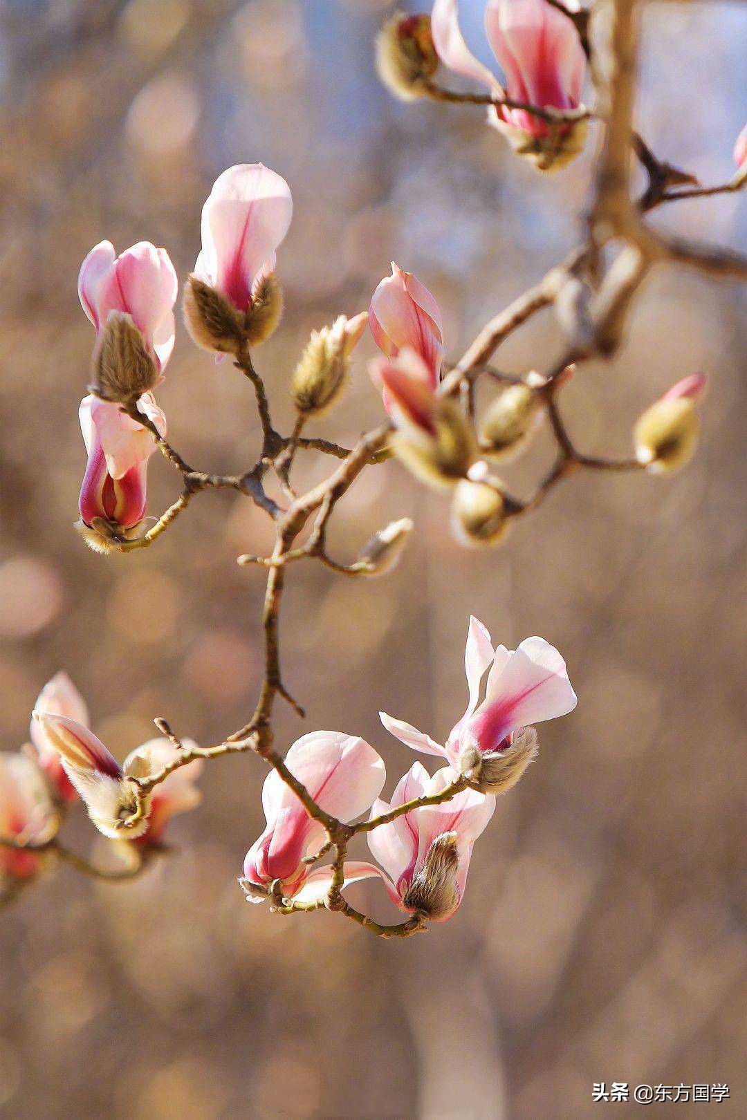 @所有人，周末一起赏玉兰，五处北京玉兰美景