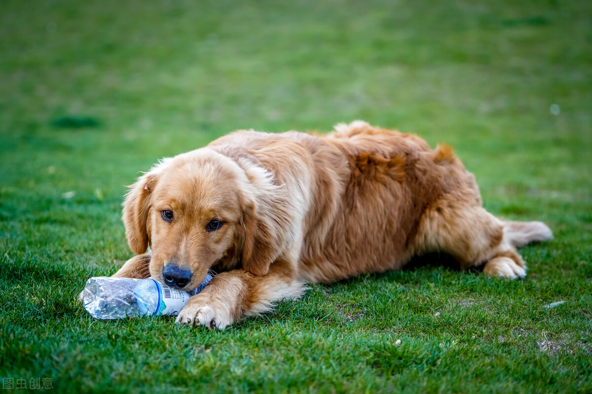狗狗身上长癣了怎么办最有效,养狗须知如何解决狗狗掉毛问题