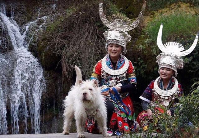 中国常见的体型较大的狗有哪些,国内十大常见狗