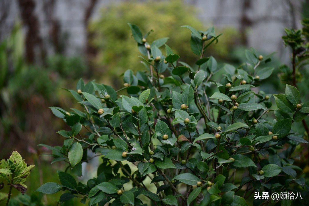 零下9度来袭，花园里的绿色是那么动人|园丁