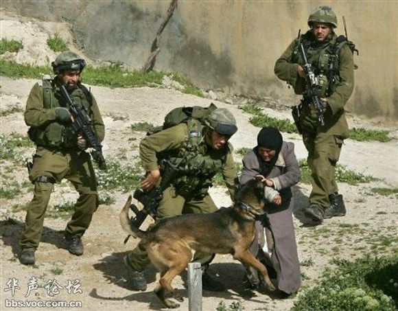 可以养的十种最凶的狗狗,十大新手最好养的狗狗