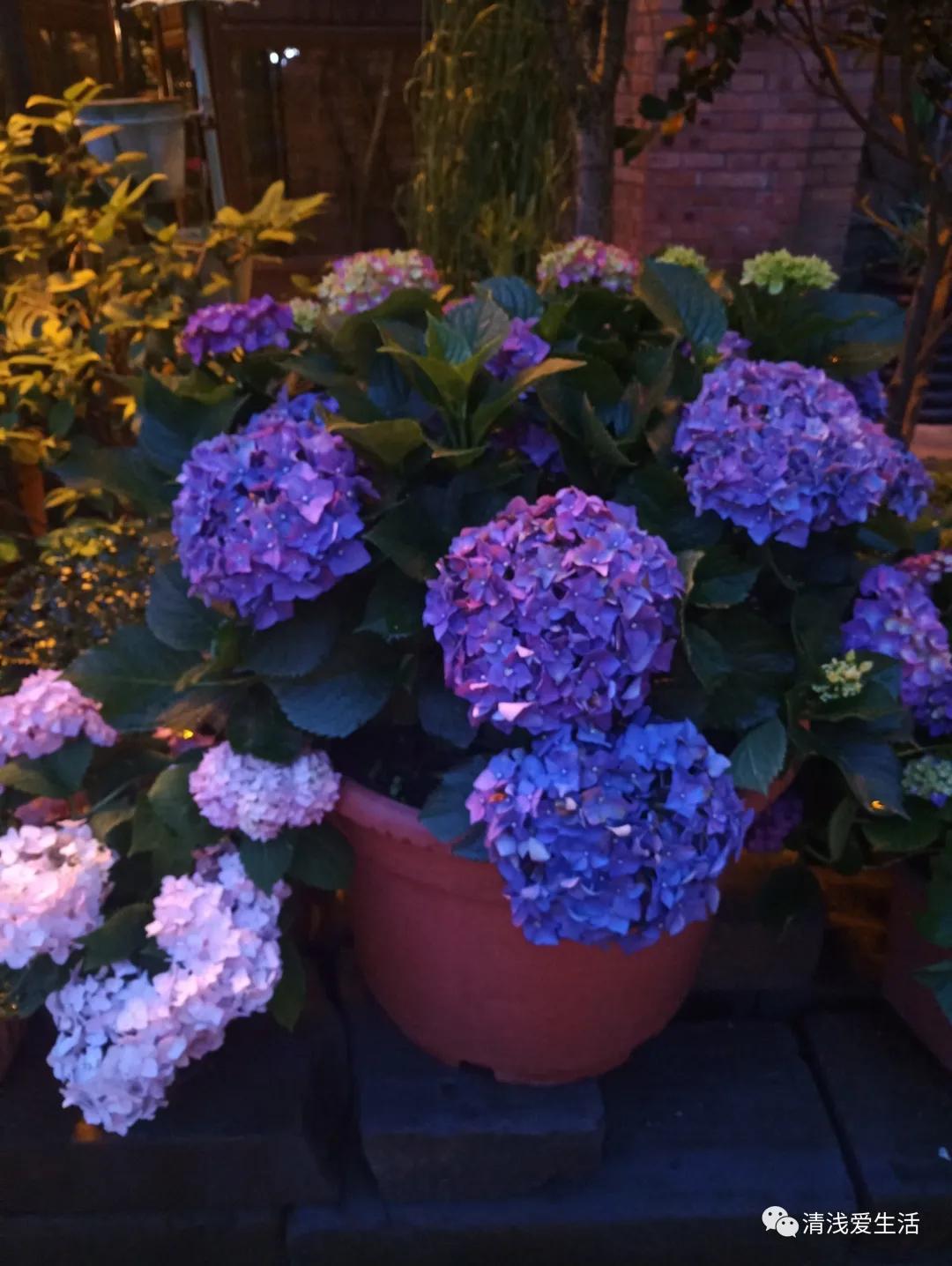 养花老是缺土缺花盆，动手用身边随处可见的改造一下就能轻松解决