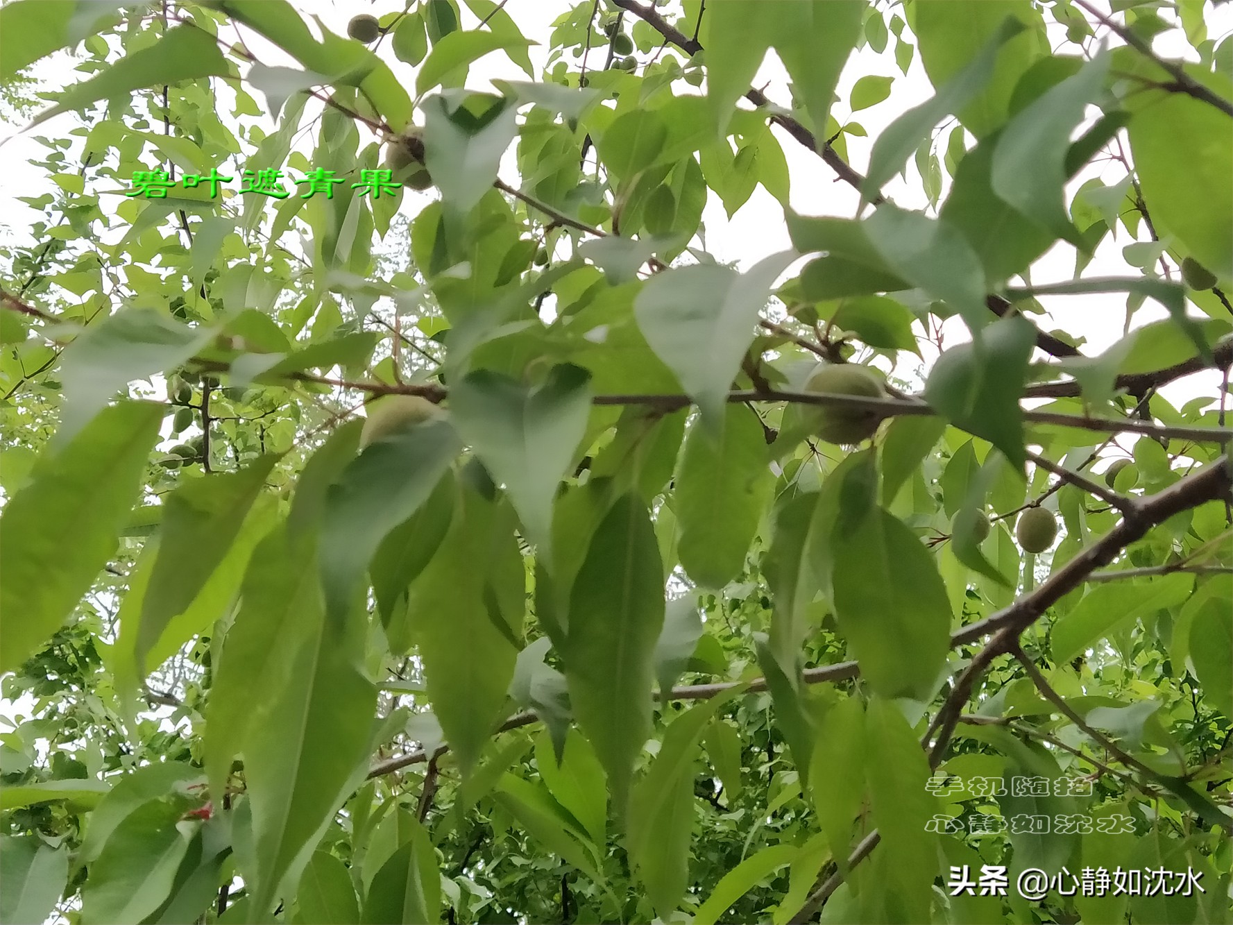 蓝天飘白云,碧叶泛光醉心