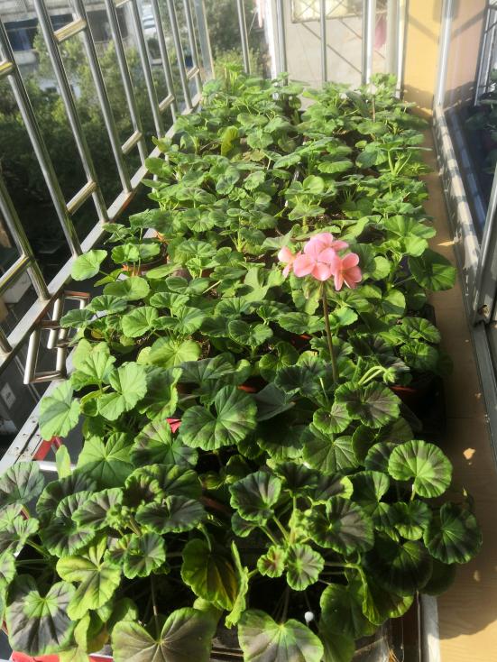 天竺葵怎么养才开花长久,天竺葵怎样养护开花不断