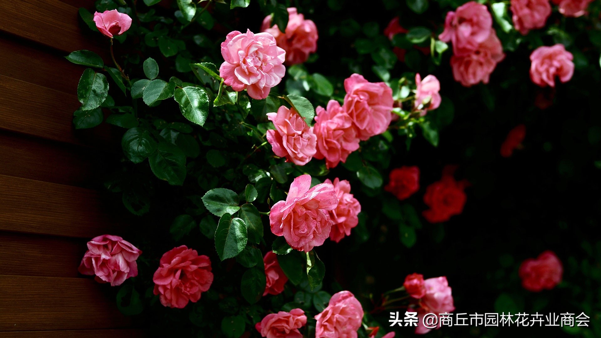 花卉绿叶萎蔫是啥原因如何救,花卉枯萎了如何补救