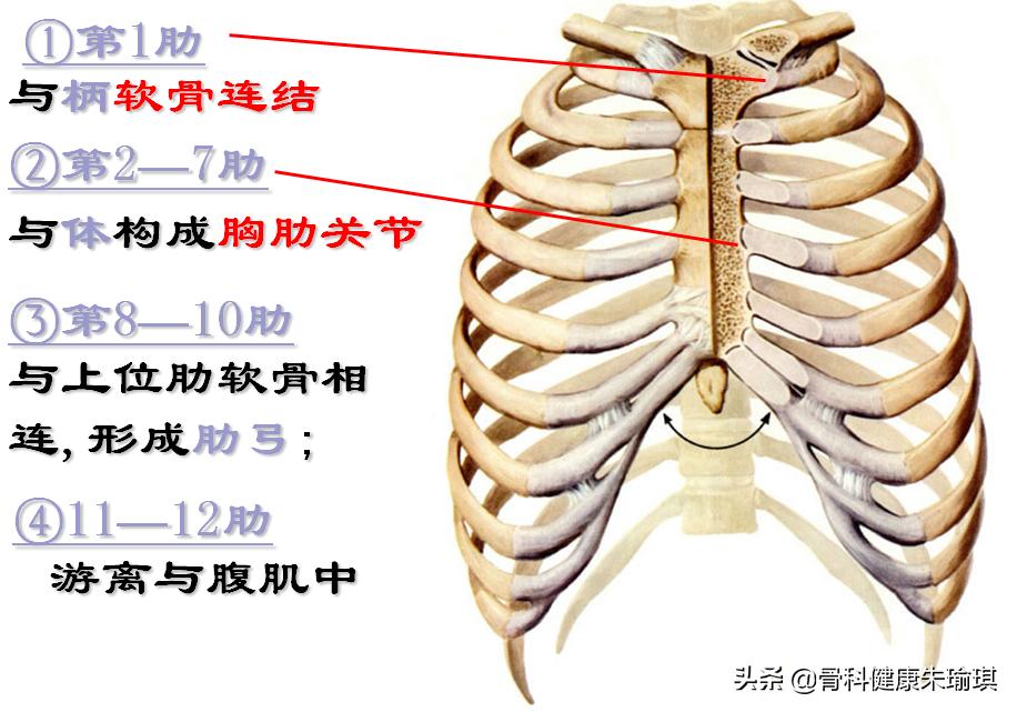 到底是横突骨折？还是正常的肋椎关节？