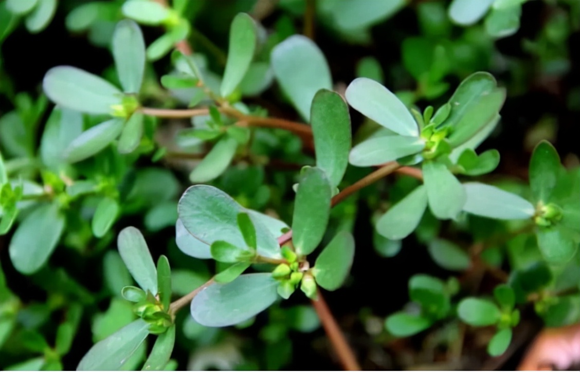 农村常见野菜马齿苋,马齿苋是最养人的野菜