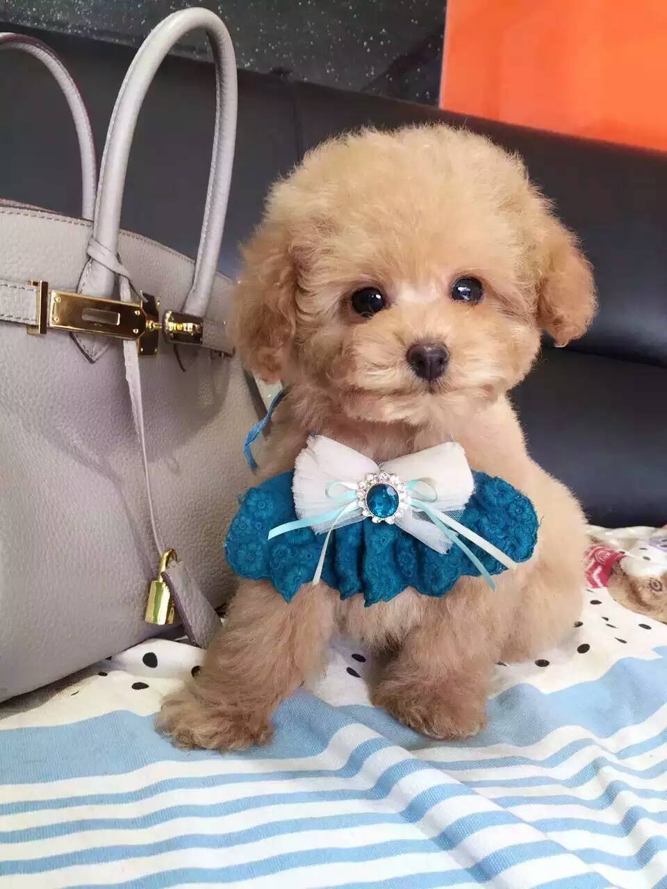 新手养灰泰迪的十大禁忌,泰迪适合新手养吗