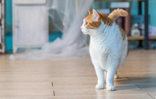 猫咪流鼻涕怎么回事？宠物医生：猫咪流鼻涕不能忽略的疾病因素