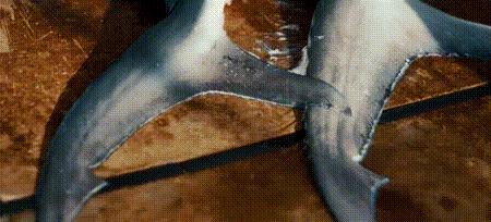 渔业危机纪录片,渔业阴谋纪录片预告