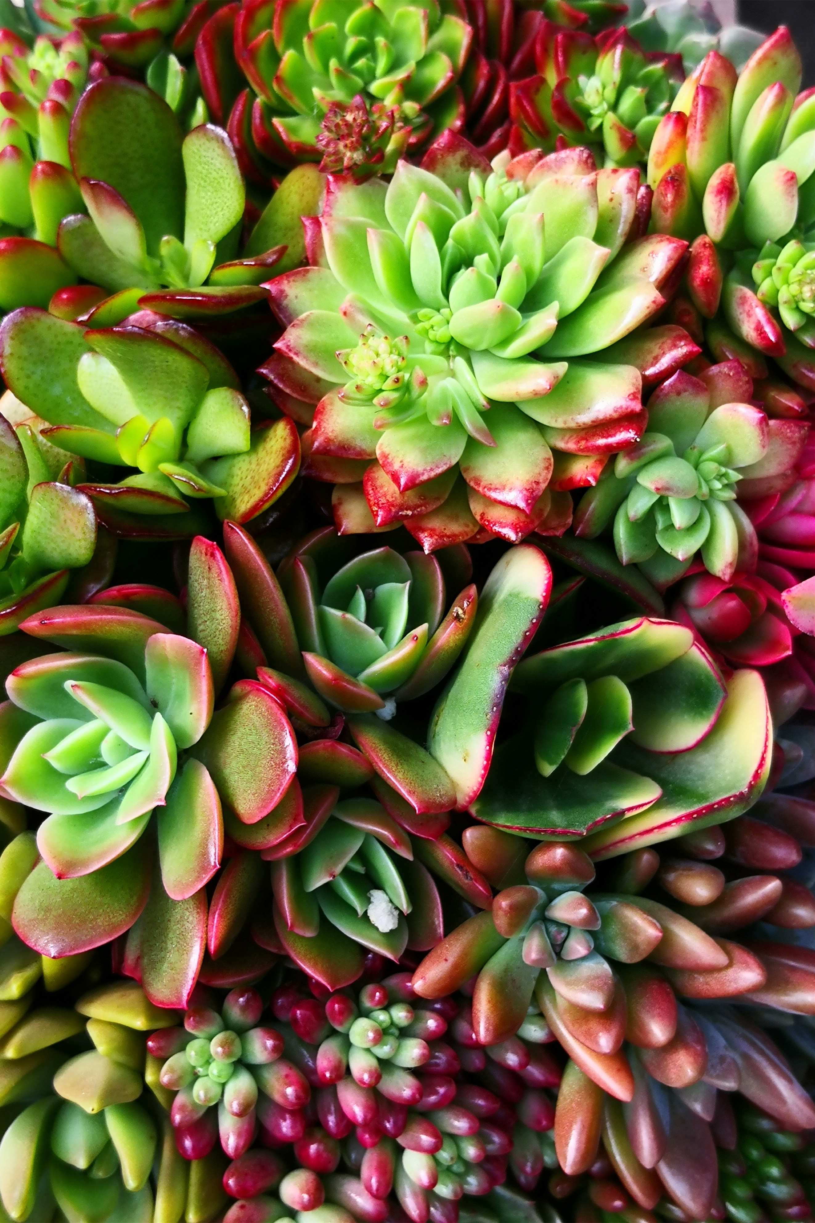 东营最大的花卉批发市场在哪里,东营地区哪里有花卉市场