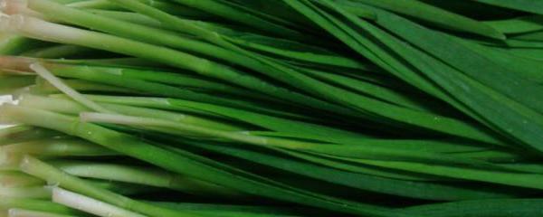 韭菜怎么种植,韭菜怎么种植视频播放