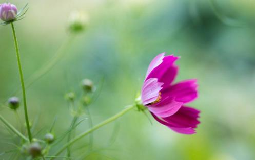 中医临证技巧,施今墨经方治疗