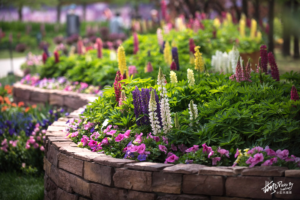 上海国际花展一览表,上海国际花展一览