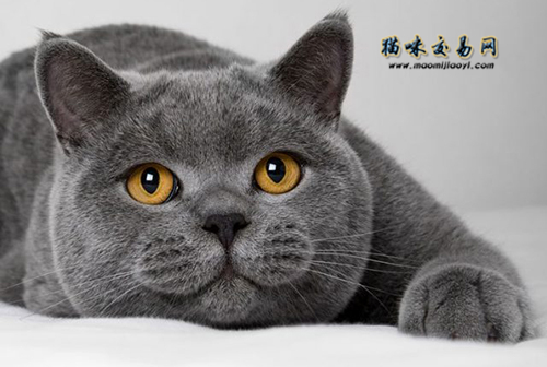 纯种英国蓝猫母猫多少钱,纯种英国短毛银渐层猫价格