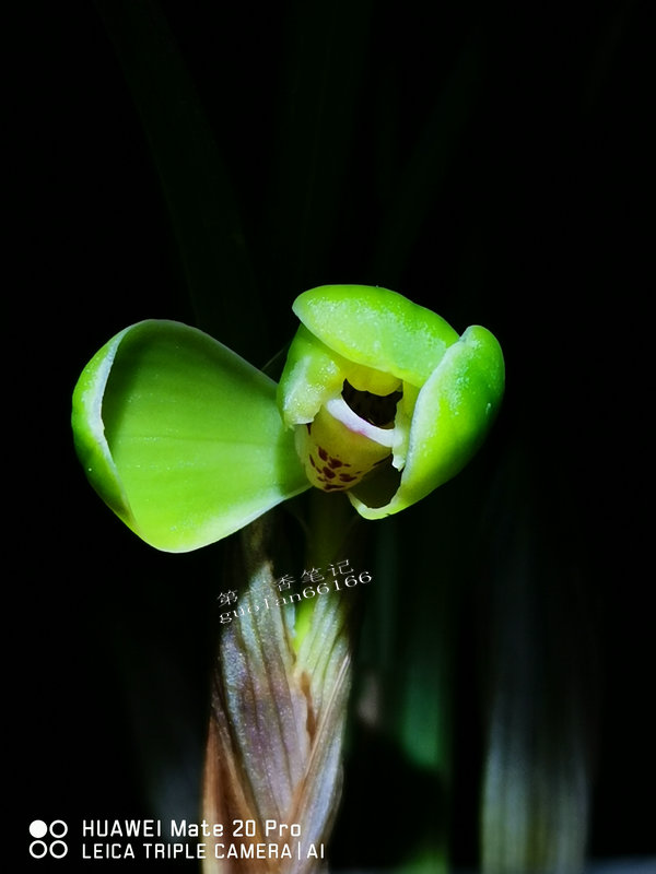 艺兰频道兰花价格,兰花养护掌握6点