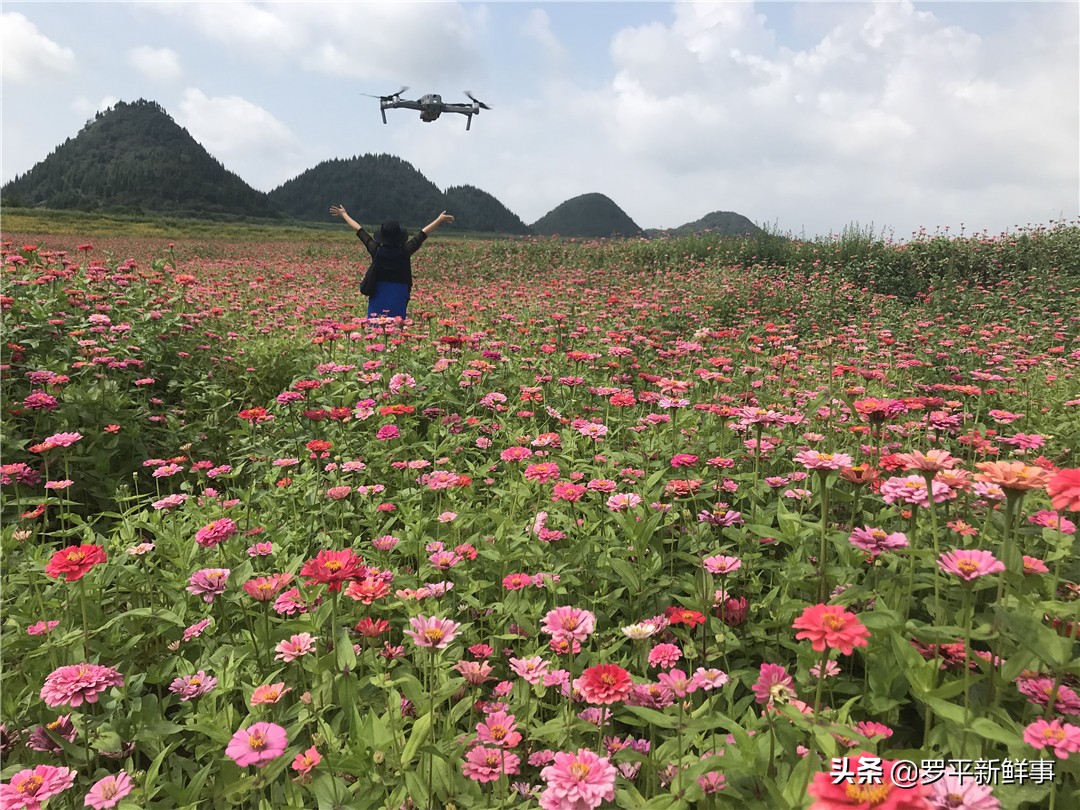 罗平七彩花田金鸡,罗平金鸡七彩花海