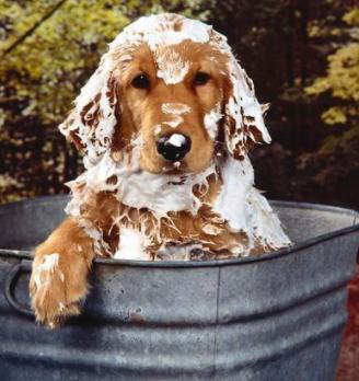 狗狗不爱干净经常洗澡怎么办,狗狗不爱洗澡怎么办