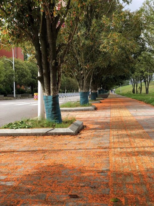 向往的生活1中的小院,精装版向往的生活