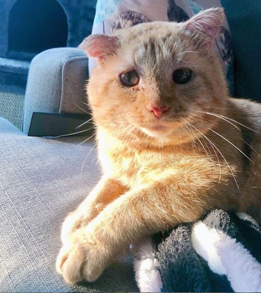 房东不准养猫谁能把猫领养,租房时房东不让养猫然后发了图片