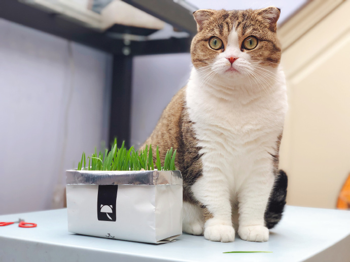 田园猫也是一条生命,中华田园猫中最稀有的田园猫排名