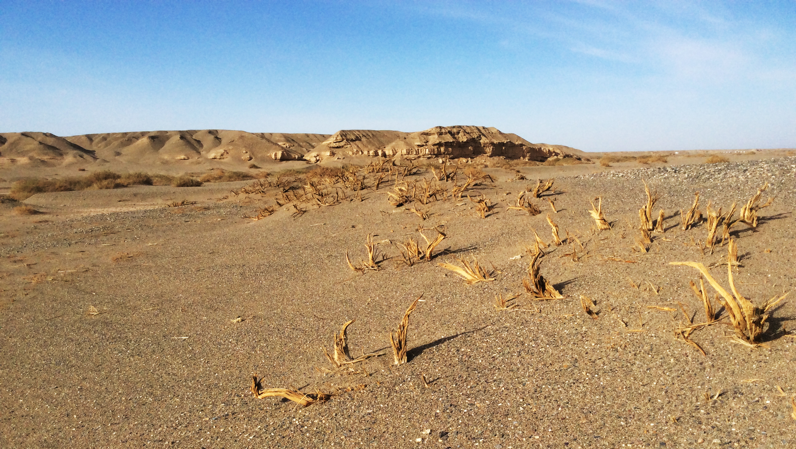 楼兰盗墓案全集,楼兰盗文物大案