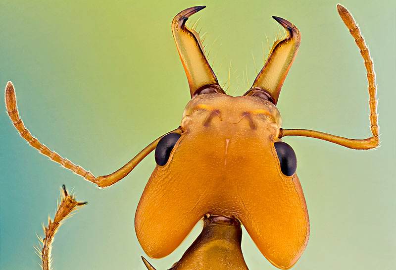 蚂蚁种植蘑菇,蚂蚁用树叶种蘑菇