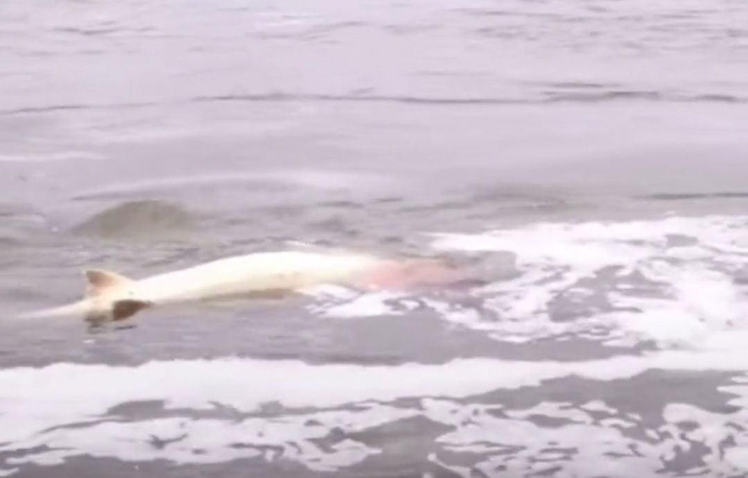 黑龙江大鳇鱼多少年能长千斤重,最大的鳇鱼多少斤