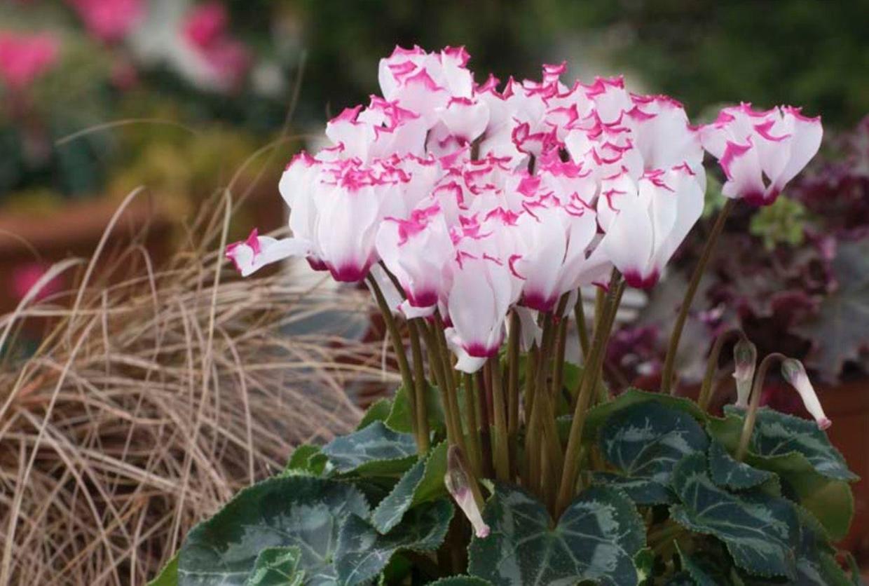 如何养好仙客来,如何把养了两年的仙客来养好