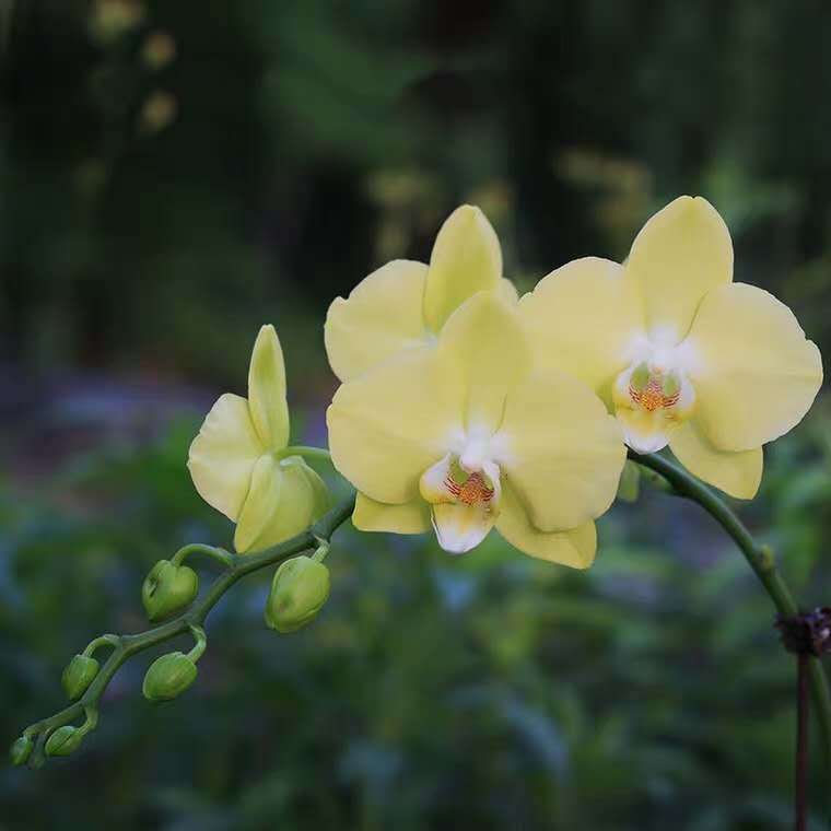 蝴蝶兰开花期间烂根,两棵蝴蝶兰的养殖方法