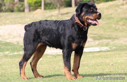 十大速度快又凶猛又忠诚的护卫犬,四大猛犬排行榜护卫犬