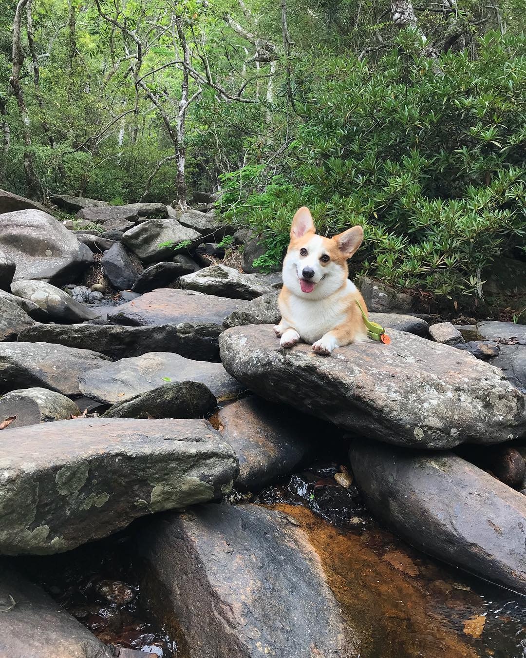 小短腿柯基走路的样子,短腿柯基王主人