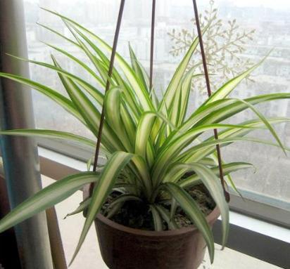 怎么才能养好吊兰,如何养好吊兰的视频