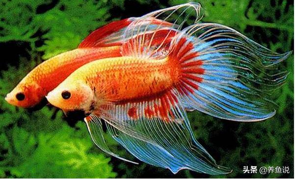 观赏鱼为什么老是打架,观赏鱼打架有什么好办法