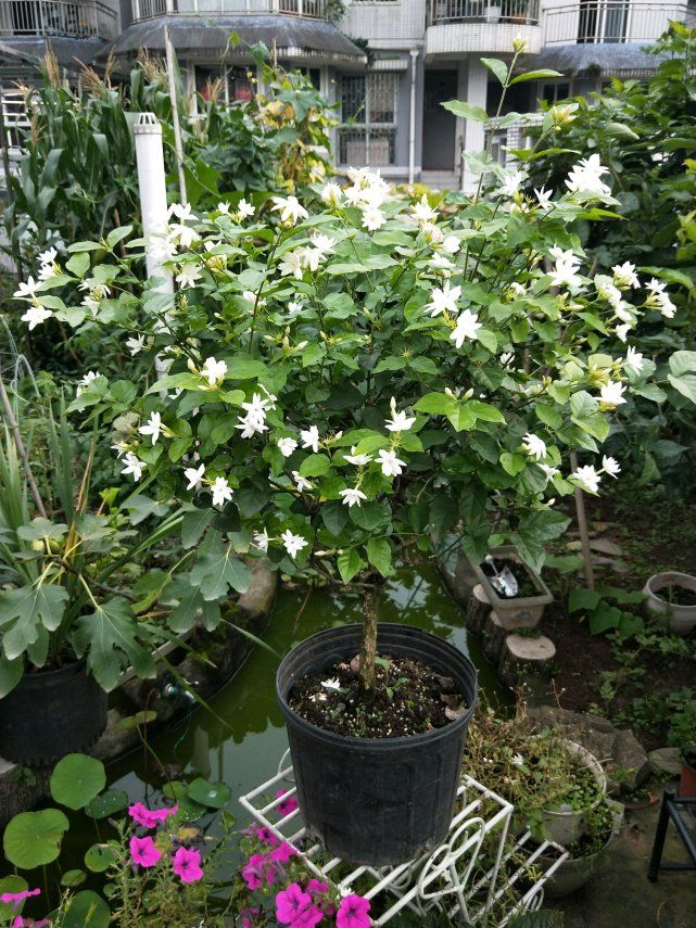 5种花好养又漂亮,5种花别乱养香味有毒