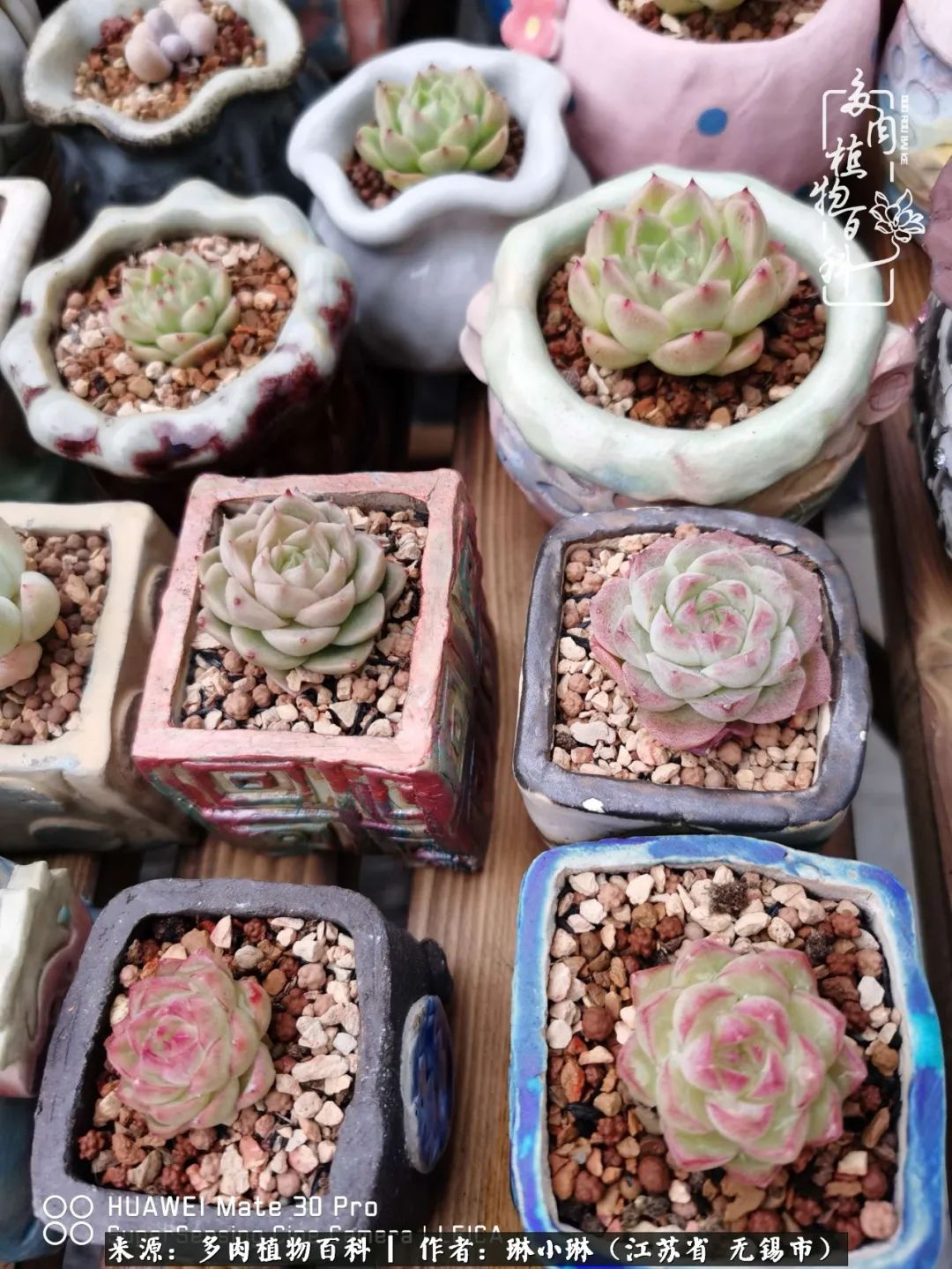 又到多肉变美时，一切都鼓励我积极向前