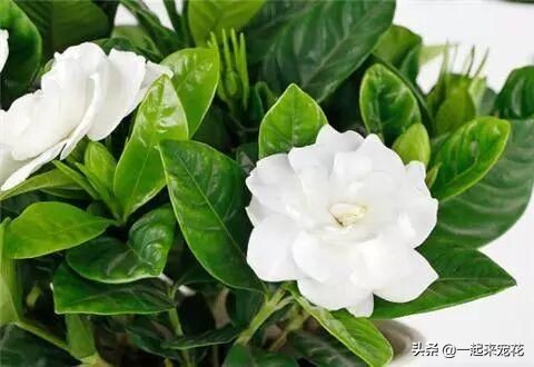 栀子花就是个醋坛子，7天喝一次白醋，花疯长爆满盆