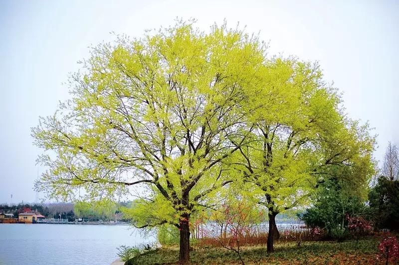 洛阳适合休息的公园,洛阳免费公园景点大全