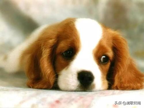 预防狗狗肠胃炎中草药,狗狗得了肠胃炎怎么办吃什么都吐