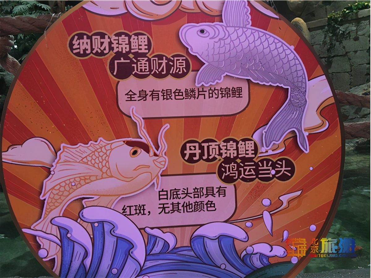 北京动物园海洋馆锦鲤,北京海洋馆锦鲤