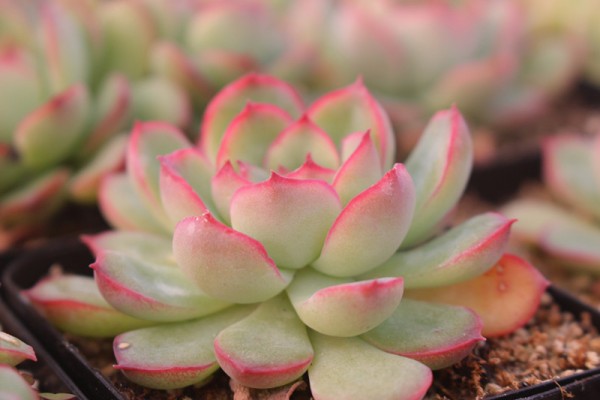 景天科拟石多肉植物,拟石莲属多肉很多人入门养的