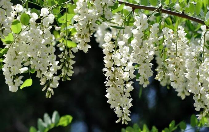 吃槐花注意事项,开始吃槐花了会怎样