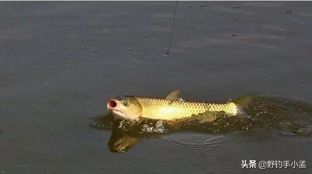 钓草鱼技巧草鱼喜欢吃什么,钓草鱼的几种钓法多年实用总结