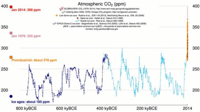 考拉或将被列为濒危物种,人类只要活着,就在物种灭绝做“贡献”